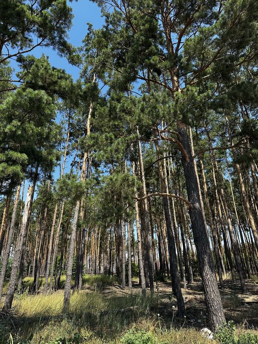 Дуплекс навпроти соснового лісу 120м, ділянка 3,5 сотки