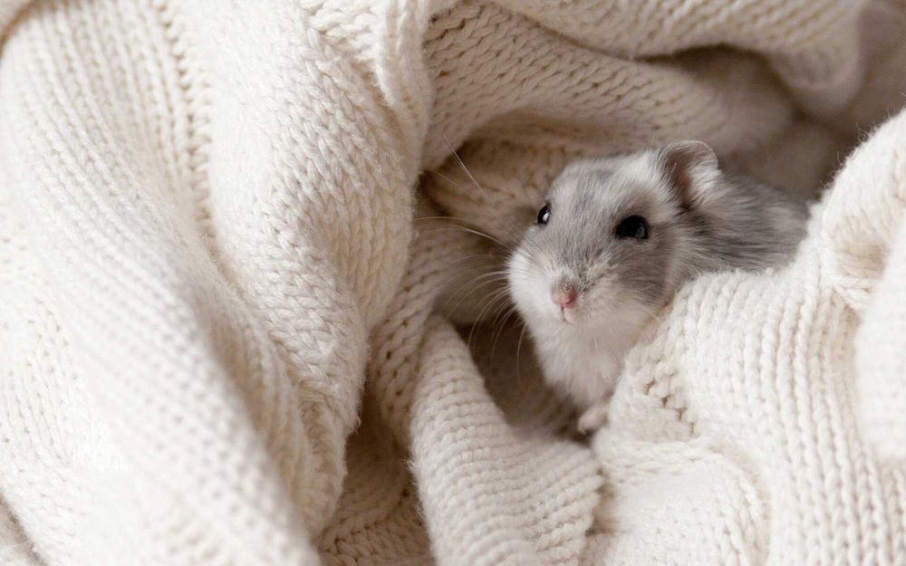 Джунгарики, хомячки, хомячата, хомяки джунгарские, карликовые, хомяк