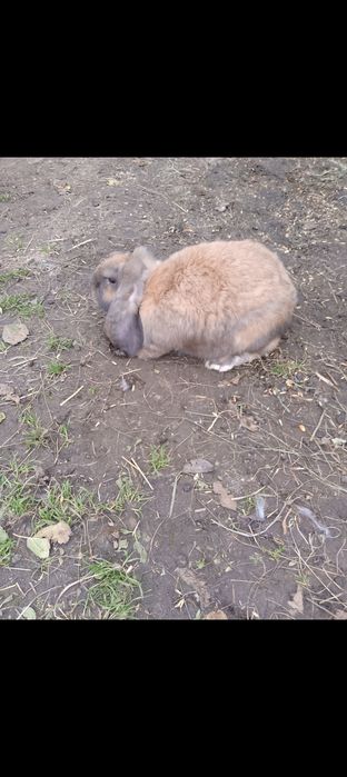 Продається парка кролів