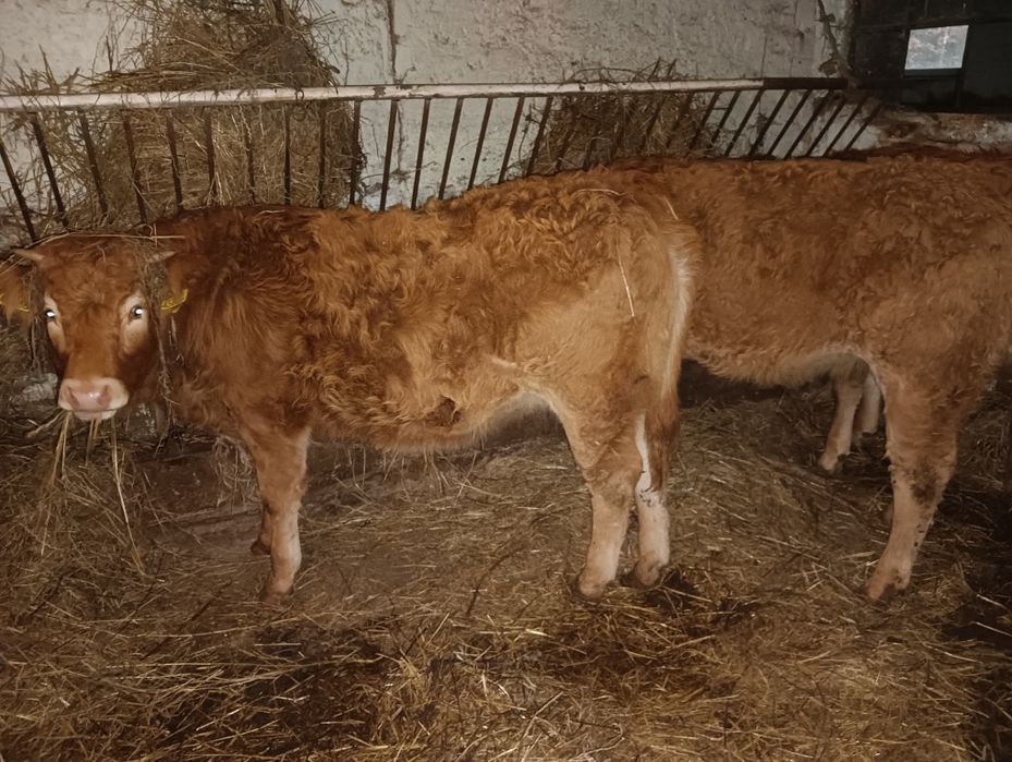 Jałówki limousine LM pod oceną PZHiPBM