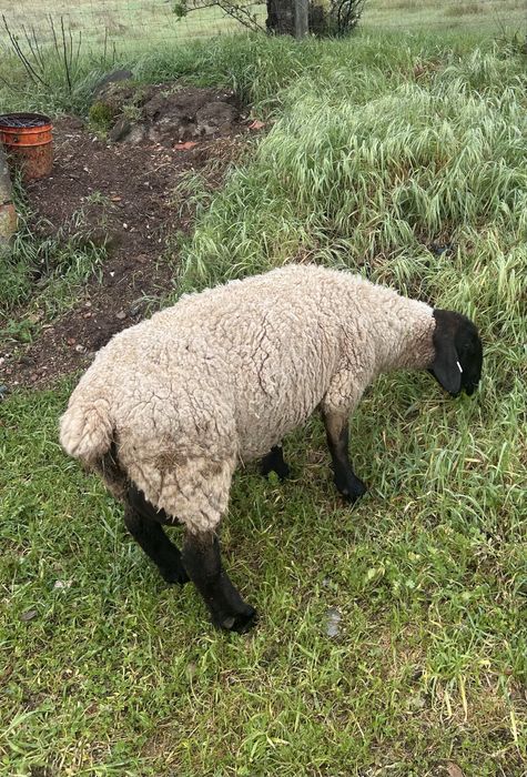 Ovelha Suffolk Pura Linha Inglesa!