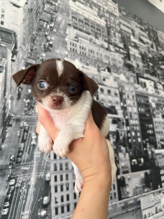 Chihuahua  Mini. Menino de olhos Verdes . Branco e chocolate Cabeça maçã.