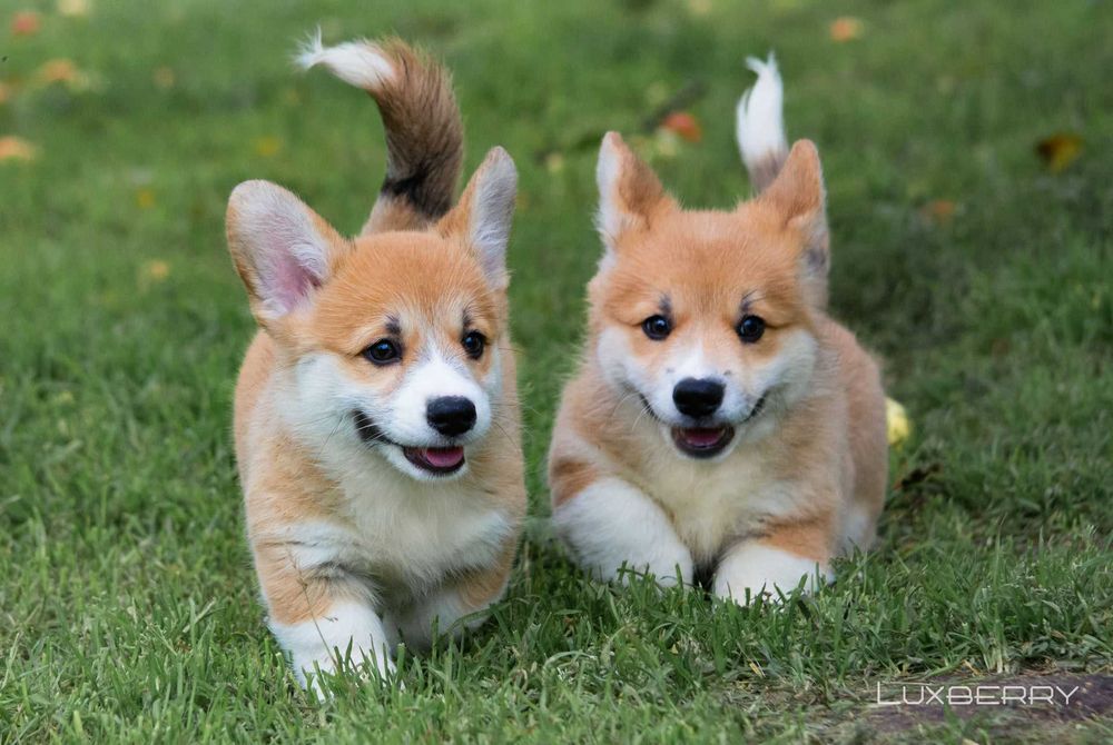 Welsh Corgi Pembroke, po prostu słodziaki!
