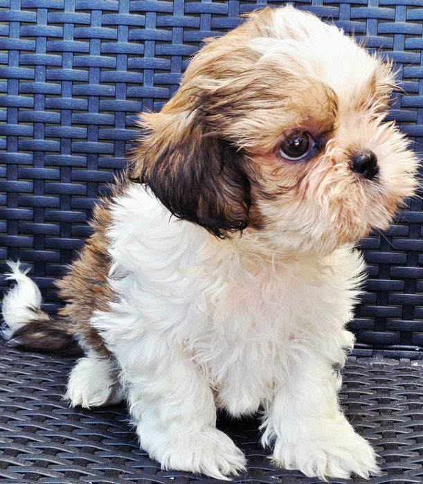 Shih Tzu Macho Faço ENTREGA