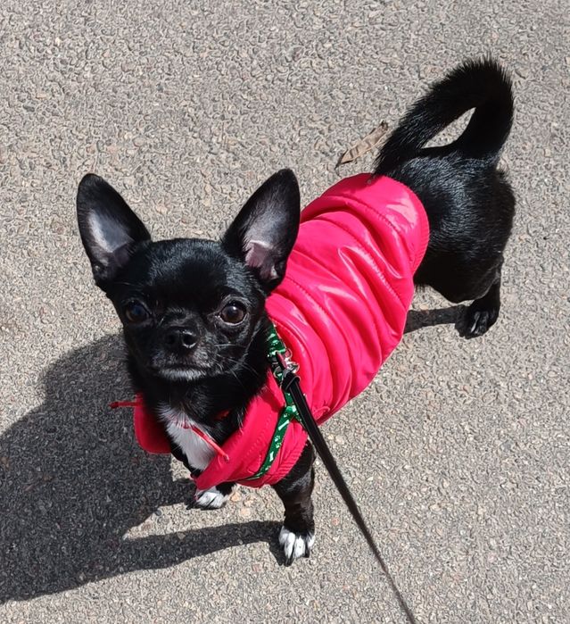 Вязка чихуахуа - Одесса