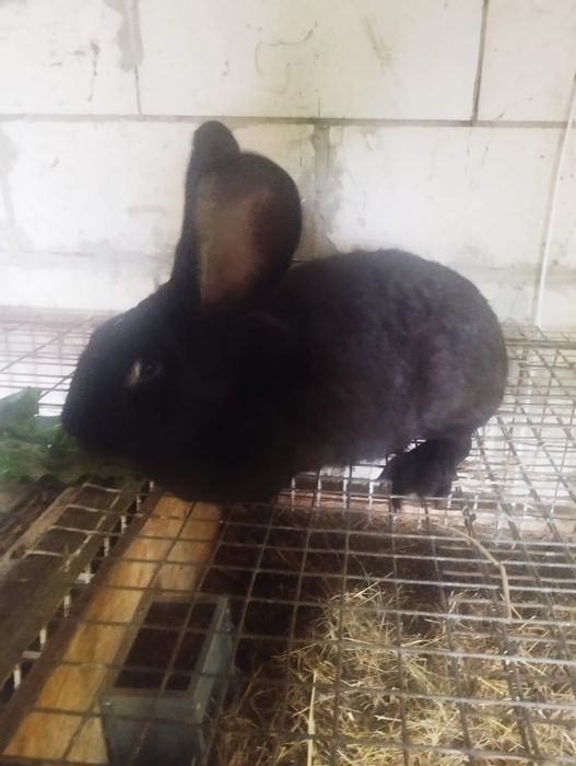 Do sprzedania królik samica Belg Olbrzymi