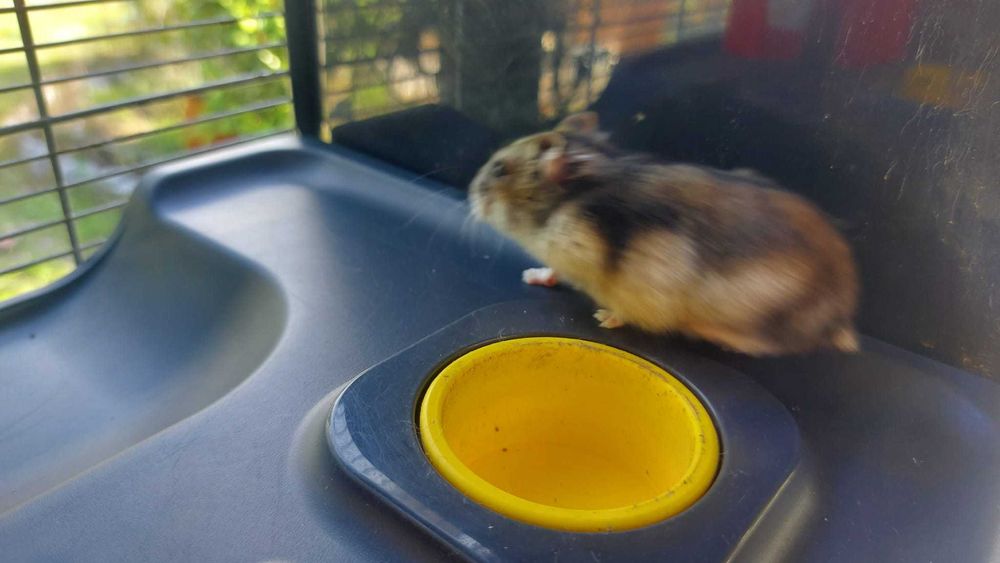 Gaiola com 2 andares