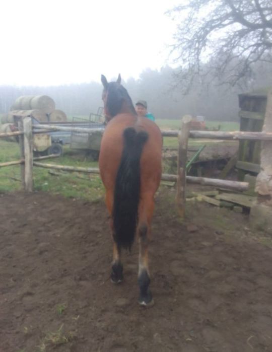 Sprzedam klacz pogrubiana