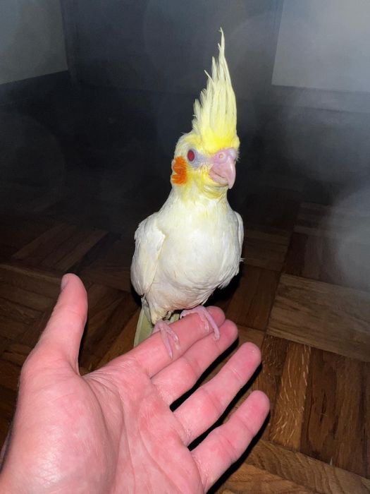 Caturra criada a mão