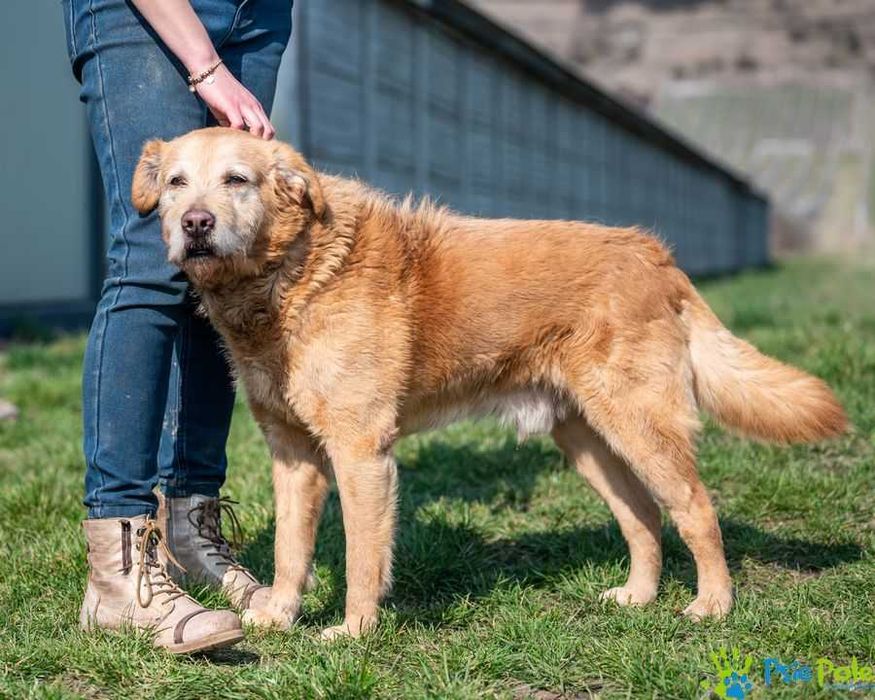 Szorstkowłosy labrador Combo szuka domu