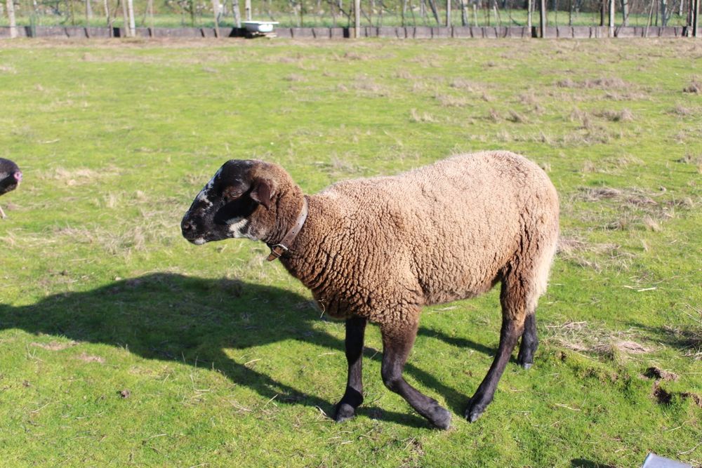 Ovelha sulfok com 1 ano