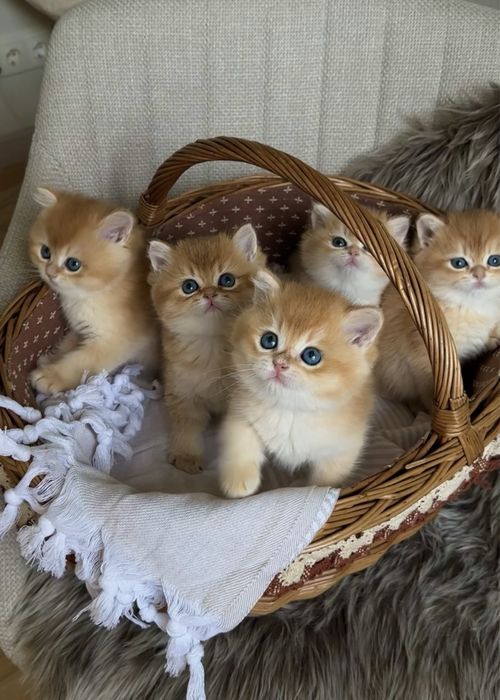 Кошеня золота британська шиншила