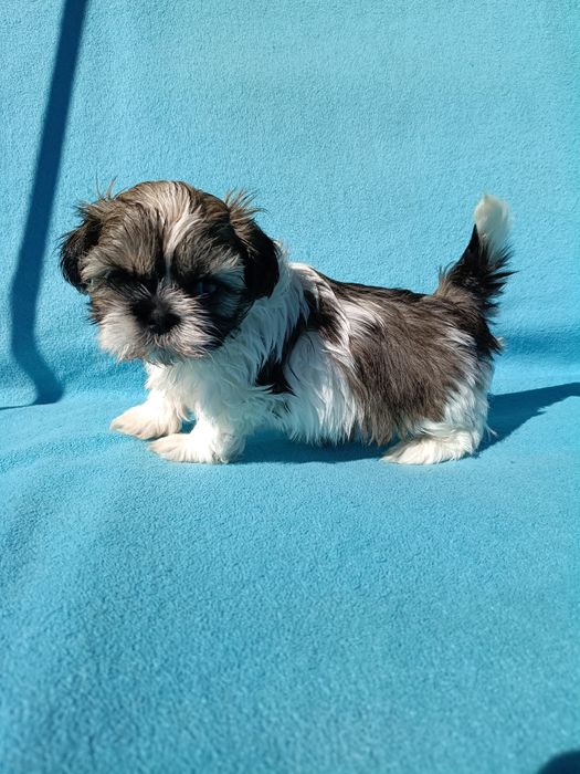 Shih Tzu chłopiec tricolor