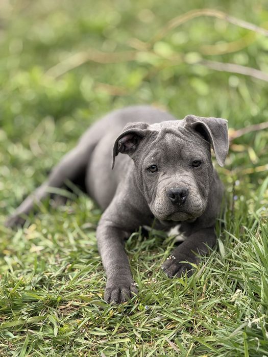 Pitbull XL ABKC  blue цуценя пітбуль блакитний