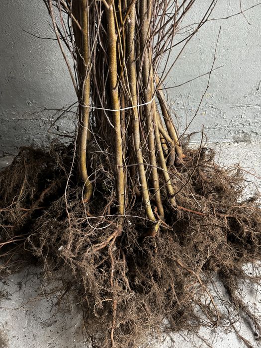 Brzoza Brodawkowata sadzonki 100-150cm SZKÓŁKOWANA Gwarancja Przyjęcia