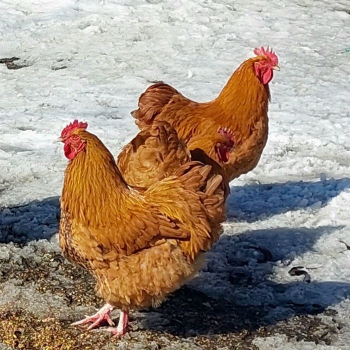 Продам курей (півні) породи "Орпінгтон" , та яйце  для інкубації.