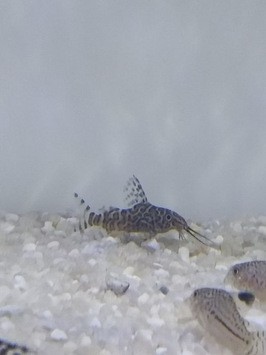 Synodontis eupterus