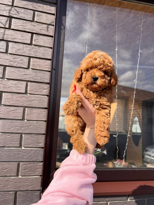 Малиш той пудель Ред!