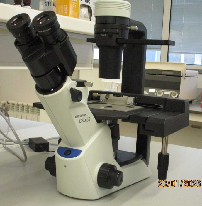 Microscópio Invertido OLYMPUS - Modelo CKX53