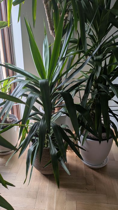 Juka 120 cm/ 160 cm / 280 cm
