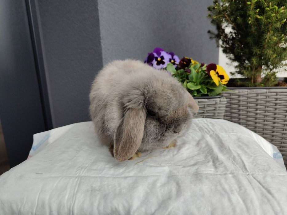 Mini Lop królik samiec 7 miesięcy