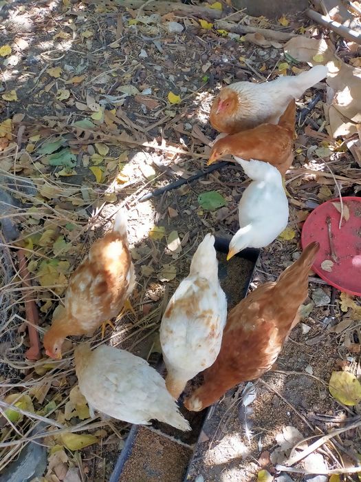 Vendo pintos alimentados com alimentação biológica