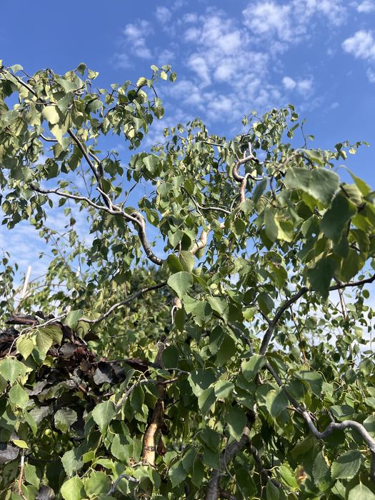 Klony, Brzozy, Buki, Dęby, Graby, Acer, Betula, Fagus, Quercus