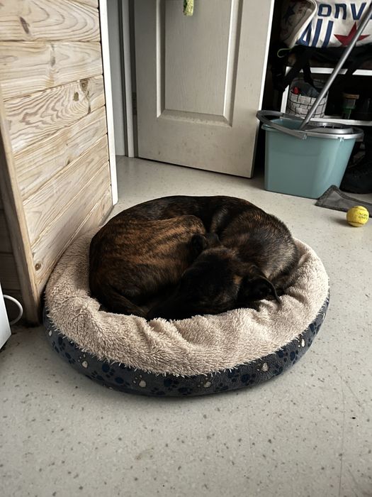 Дівчинка метис в сімʼю