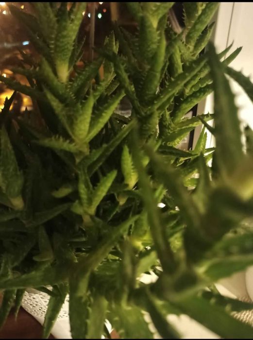 Aloes duży zdrowotny