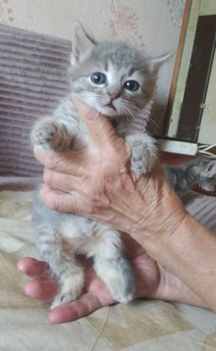 Котята ищут доброе сердце