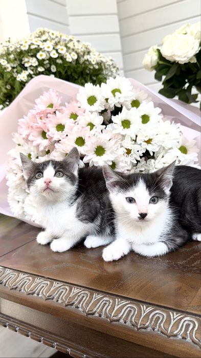 Хлопчики кошенята шукають найкращі родини