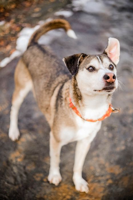 Uroczy Punto do adopcji i pokochania!