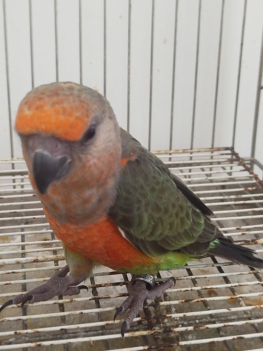 Poicephalus rufiventris
