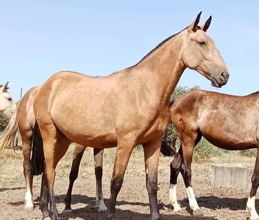 Vendo cavalos Lusitanos, éguas, poldros, poldras (Ler descrição)