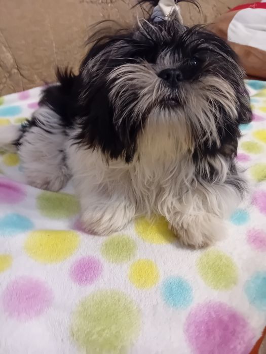 Shih-tzu sprzedam