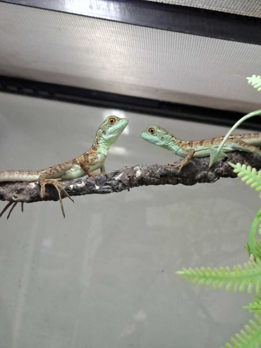 Bazyliszek płatkogłowy (Basiliscus plumifrons)