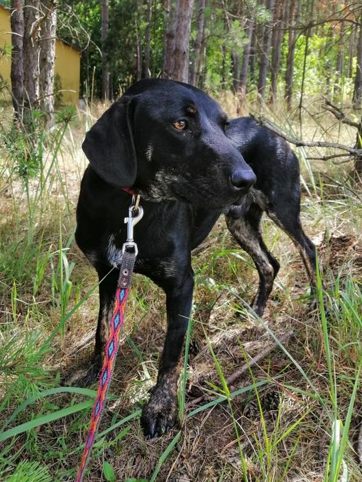 OGNIK młody wesoły pies w typie gończego poleca się do adopcji
