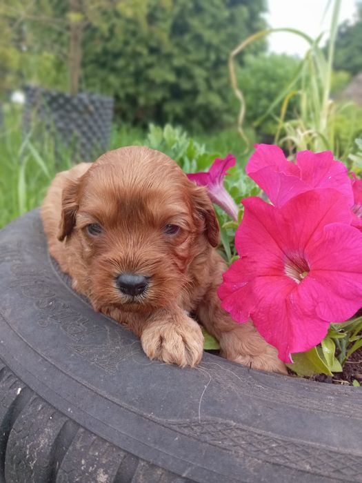 Cavapoo do rezerwacji