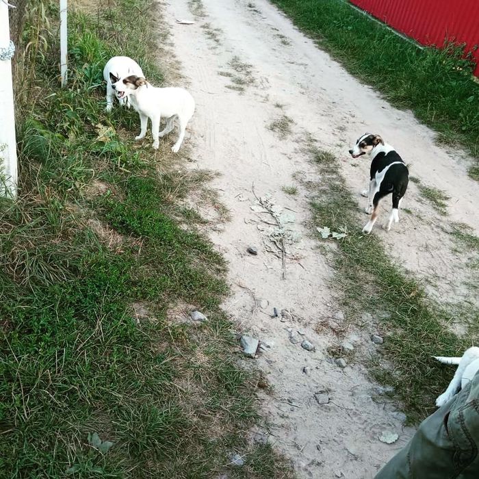 Цуценята (кобелі) в добрі руки