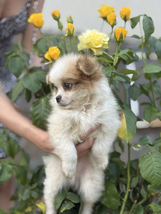 Шпиць хлопчик лагідний