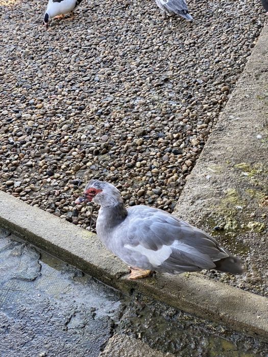 Patos mudos de varias cores.
