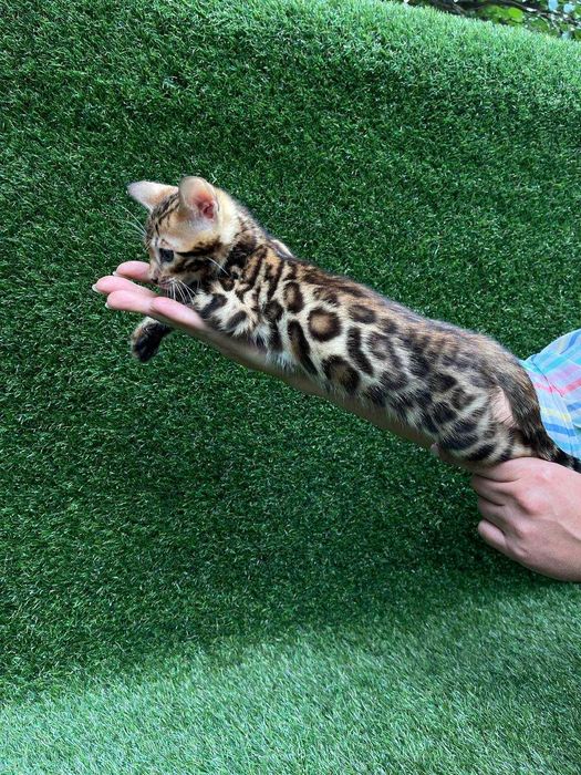 Яскравий бенгальський хлопчик розетка на золоті BENn24