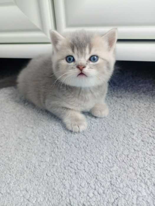 Кошеня шотландська вісловуха