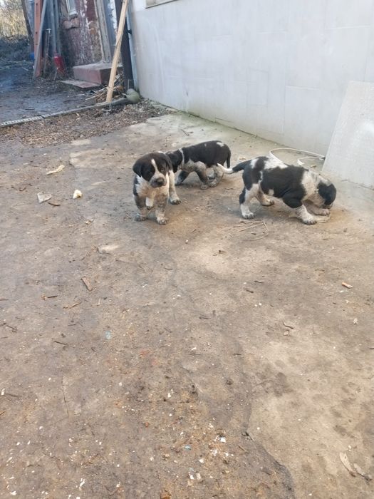 Szczeniaki owczarek środkowoazjatycki