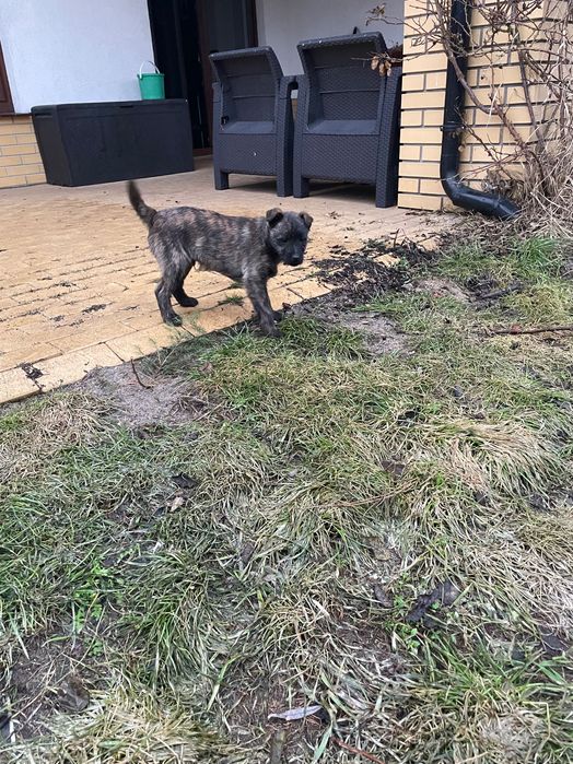 Kundelka oddam w dobre ręce