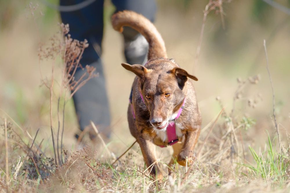 Rysio, idealny i młody psiak czeka na dom