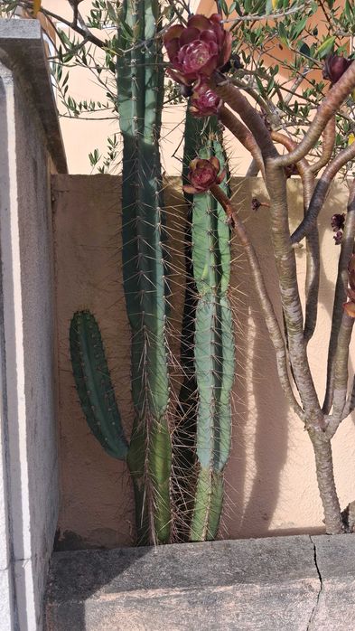 Cactos em terra para transplantar