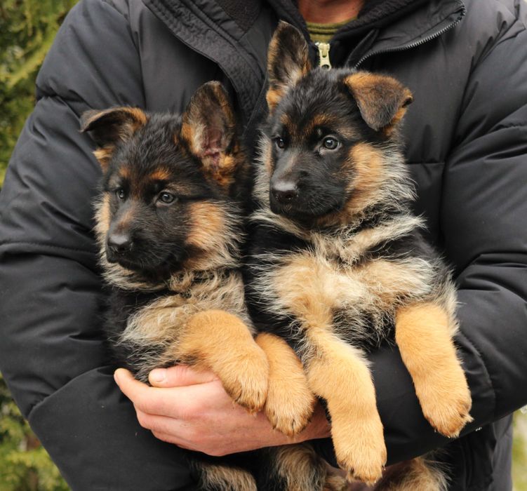 Гарні Дівчата Німецької  Вівчарки