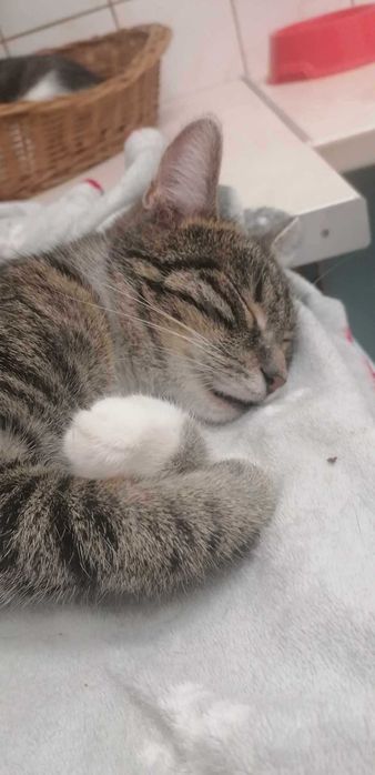 Słodki burasek szuka domu