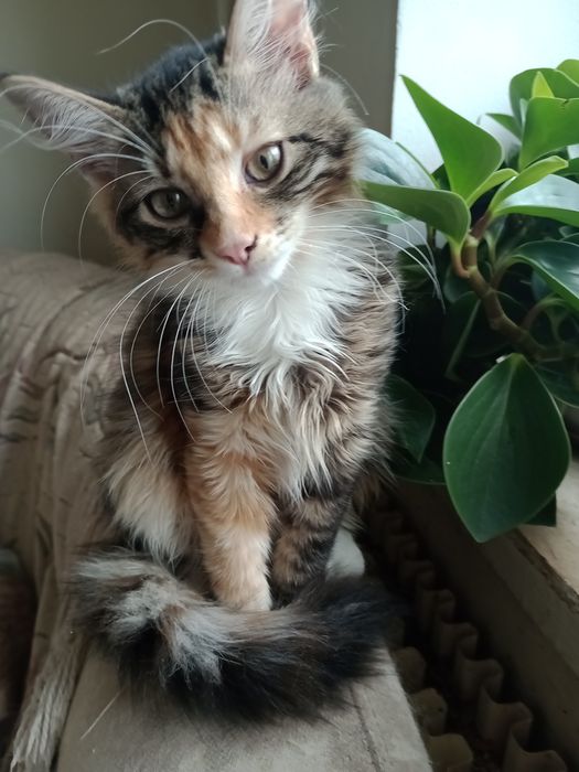 Кошенята домашні.